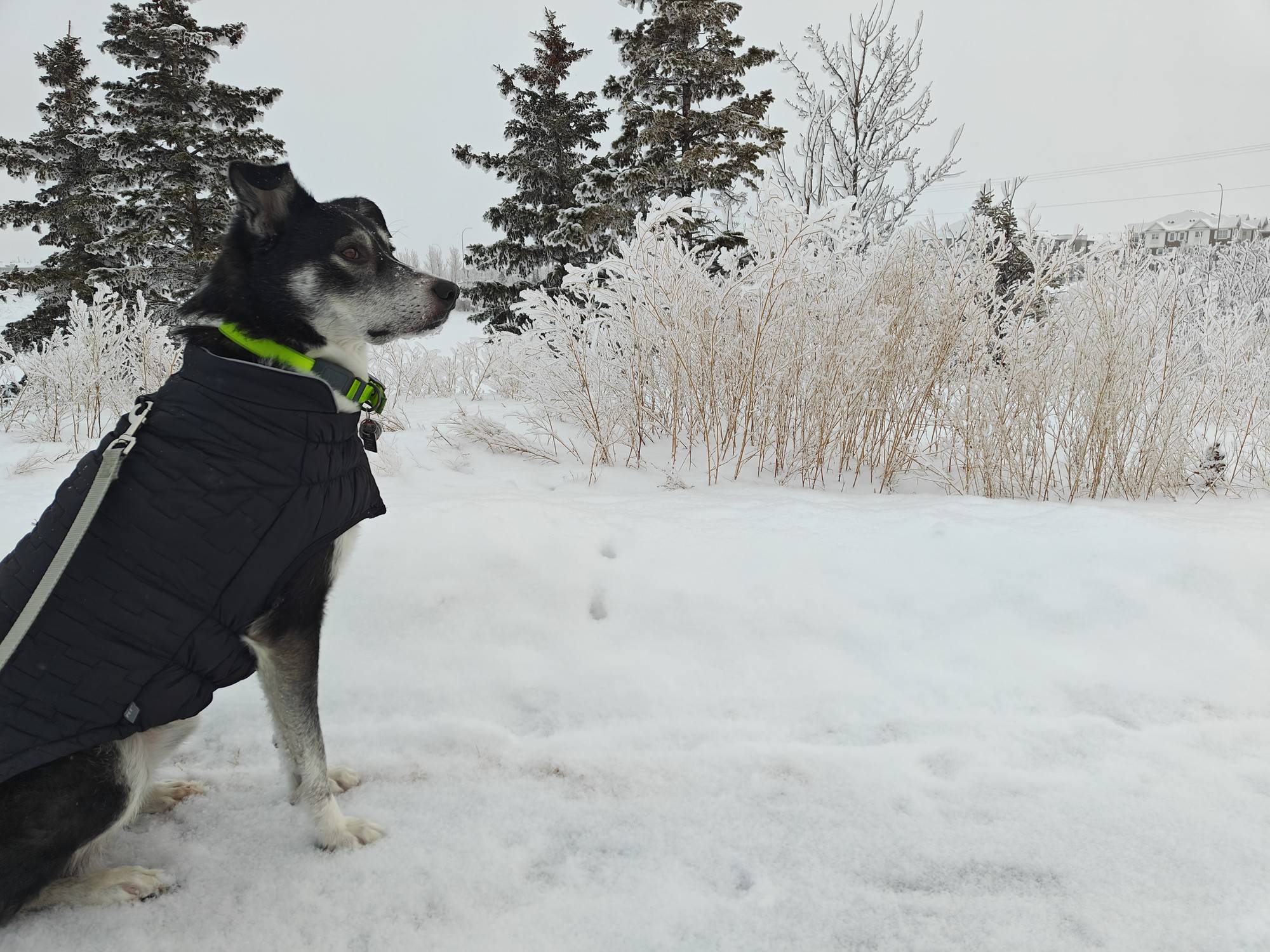 Freyja's Winterland Adventure