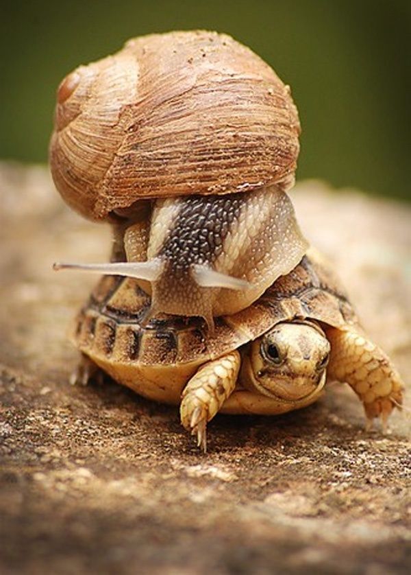 A snail riding on the back of a sulcata tortoise hatchling.